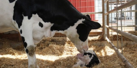 Kako odrediti gravidnost krave po mlijeku: video, test